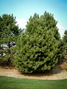 Сосна Чёрная (Pinus Nigra) купить по цене от 270.00р. в интернет-магазине «Посадика» с доставкой почтой в в Сорске и по всей России – [изображение №1].