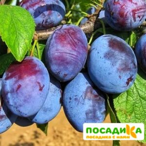 Слива Чачакская ранняя купить по цене от 229.00р. в интернет-магазине «Посадика» с доставкой почтой в в Сорске и по всей России – [изображение №1].