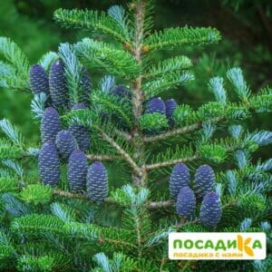 Пихта корейская (Abies koreana) купить по цене от 450.00р. в интернет-магазине «Посадика» с доставкой почтой в в Сорске и по всей России – [изображение №1].