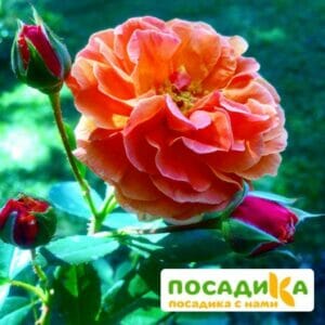 Роза Арабия купить по цене от 350.00р. в интернет-магазине «Посадика» с доставкой почтой в в Сорске и по всей России – [изображение №1].