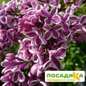 Сирень Сенсация купить по цене от 529.00р. в интернет-магазине «Посадика» с доставкой почтой в в Сорске и по всей России – [изображение №1].