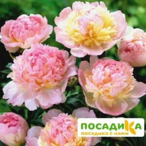 Пион Распберри Сандей (Paeonia Raspberry Sundae) купить по цене от 959р. в интернет-магазине «Посадика» с доставкой почтой в в Сорске и по всей России – [изображение №1].