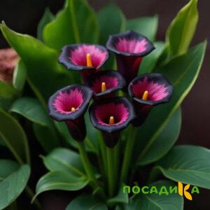 Калла Аура Лейс купить по цене от 400р. в интернет-магазине «Посадика» с доставкой почтой в в Сорске и по всей России – [изображение №1].