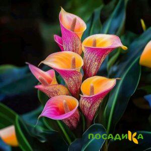 Калла Оникс купить по цене от 450р. в интернет-магазине «Посадика» с доставкой почтой в в Сорске и по всей России – [изображение №1].