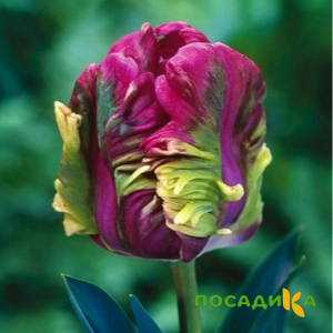 Тюльпан Экзотик Хэвен купить по цене от 186р. в интернет-магазине «Посадика» с доставкой почтой в в Сорске и по всей России – [изображение №1].