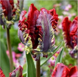 Тюльпан Рококо купить по цене от 350р. в интернет-магазине «Посадика» с доставкой почтой в в Сорске и по всей России – [изображение №1].