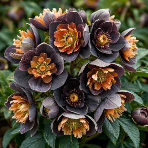 Морозник Блум Айс купить по цене от 499р. в интернет-магазине «Посадика» с доставкой почтой в в Сорске и по всей России – [изображение №1].