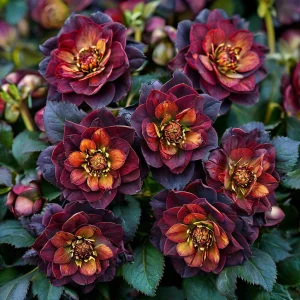 Морозник Сноу Дроп купить по цене от 348р. в интернет-магазине «Посадика» с доставкой почтой в в Сорске и по всей России – [изображение №1].