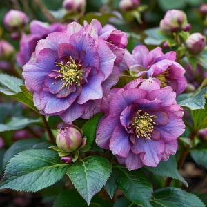 Морозник Айс Принцесс Чарм купить по цене от 650р. в интернет-магазине «Посадика» с доставкой почтой в в Сорске и по всей России – [изображение №1].